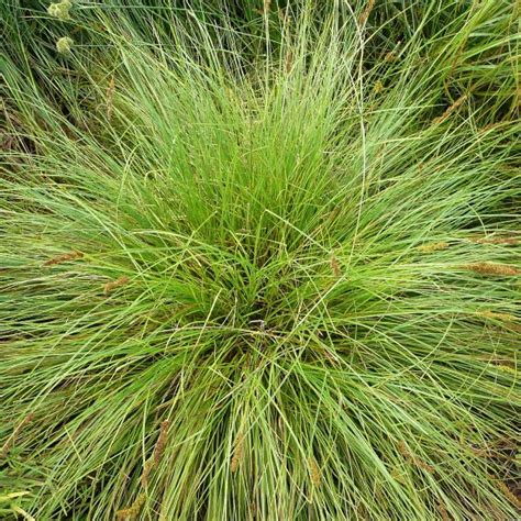 We did not find results for: Common Fox Sedge (Carex stipata) - Seed