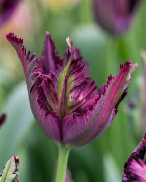 Tulip Black Parrot 1112 Bulb Peter Nyssen Buy Flower Bulbs And
