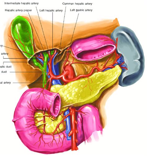 Check spelling or type a new query. Anatomy of the liver and bile duct system 6 | Download ...