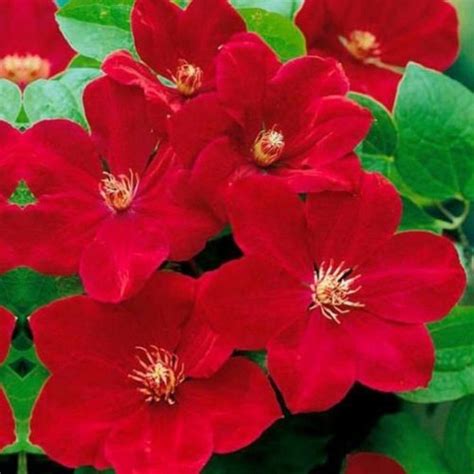 25 Bright Red Clematis Seeds Perennial Giant Flower Garden Etsy