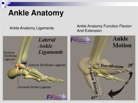 Ppt Disorders Of The Ankle And Foot Powerpoint
