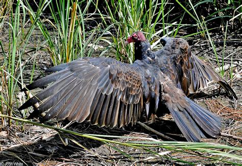 Africa is unsurpassed in its wildlife and its ancient traditions. Turkey Vulture