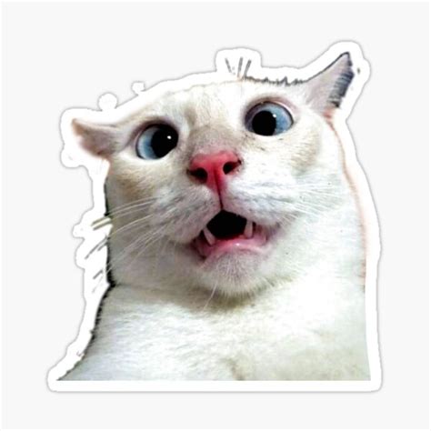 Cross Eyed Cat With Tounge Out Meme Fip Fop