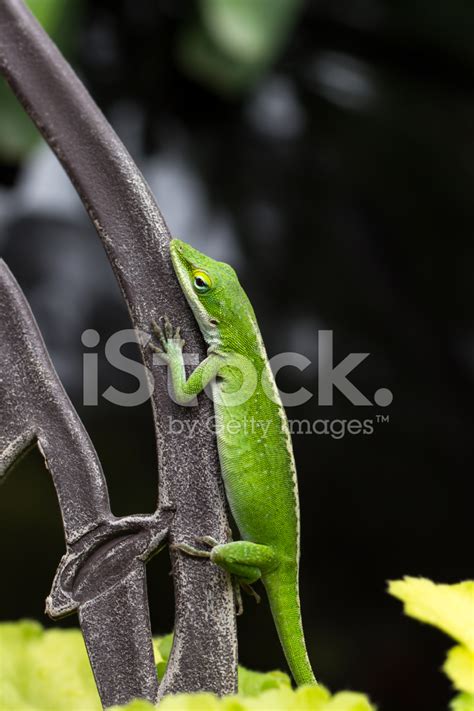 녹색 Anole 도마뱀 Anolis Carolinensis 스톡 사진 Freeimages