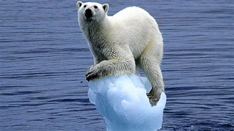 Polar Bear Clings On Tight As The Iceberg Hes Resting On Melts Away