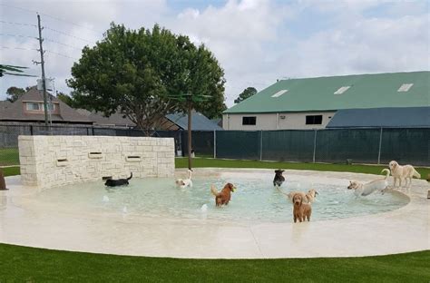 Rover Oaks Opens Water Park For Dogs In Katy Dog Pool Indoor Dog