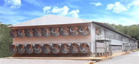 An intervention for sustainable livelihood in tribal districts (otelp blocks) of odisha. Breeder & Broiler Farming | MFM - Dindings Poultry