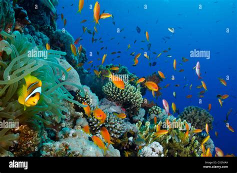 Korallenriff Rotes Meer Ägypten Unterwasser Tropischen Riff