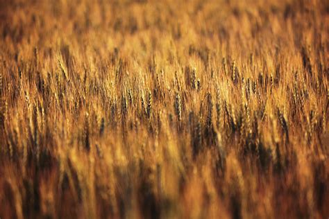 Golden Wheat Photograph By Todd Klassy Fine Art America