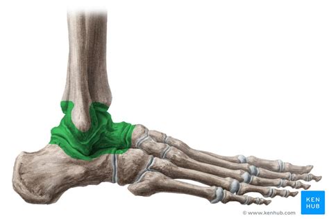 Ankle Joint Anatomy Bones Ligaments And Movements Kenhub