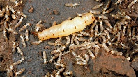 Production techniques for biological control agents. Difference between Drywood & Subterranean Termites - Adore ...