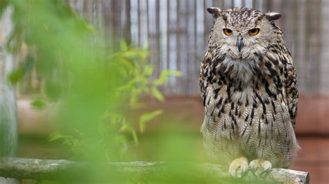 Eurasian Eagle Owl Emerald Park Theme Park And Zoo