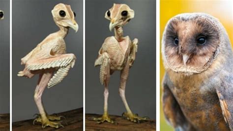 A Picture Of An Owl Without Feathers Is More Than The Internet Can