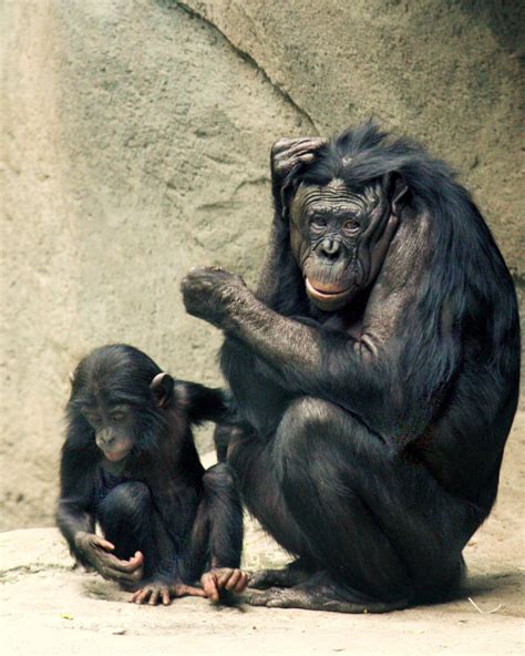 Bonobo Creatures Of The World Wikia Fandom