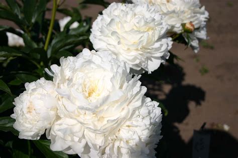 White Frost Parkland Peonies