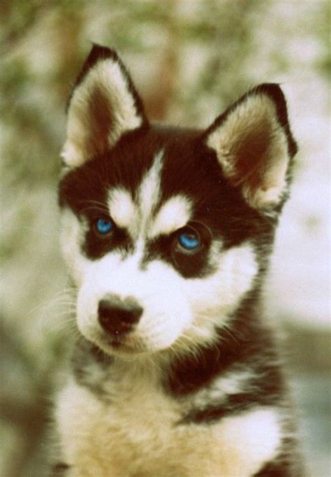 Alaskan Malamute Puppy Was Born With Blue Eyes