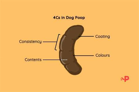 How To Understand Dog Poop With Stool Chart Infographic