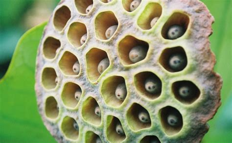 Trypophobia Is It Real