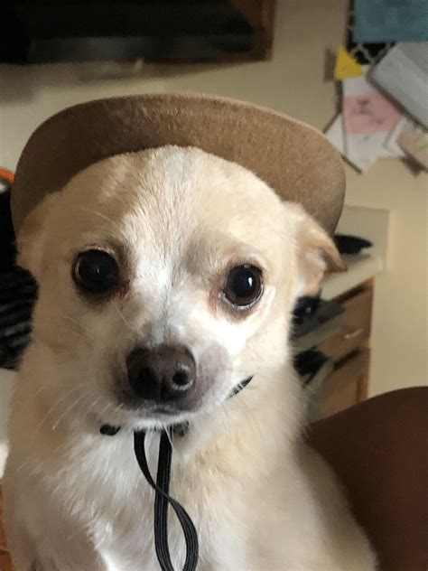 My 8 Year Old Chihuahua In A Tiny Cowboy Hat Raww