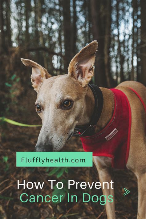 The pancreas is one of the most important organs in your dog's body. What Is Cancer In Dogs - Symptoms Of Cancer In Dogs