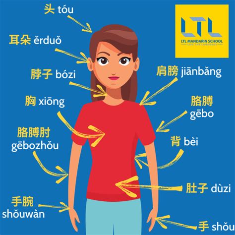 72 Body Parts🦵🏼in Chinese From Head To Toe Definitive Guide Ltl Xian