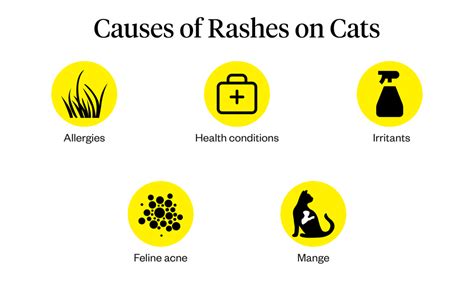 Cat Rashes Causes Of Skin Irritation In Cats Dutch