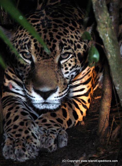 9 Curated Belize Wildlife Ideas By Sunbreezesuites