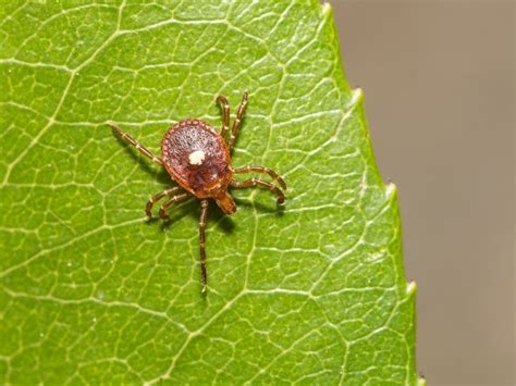 Meat Allergy Cases Linked To Tick Bites Grow In Nyc Region Cdc New