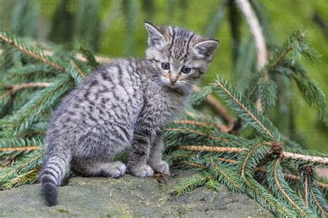 Germany Bavarian Forest National Park Animal Open Air Site