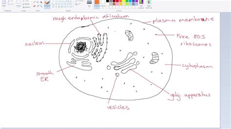 Diagram Person Drawing A Diagram Mydiagram Online