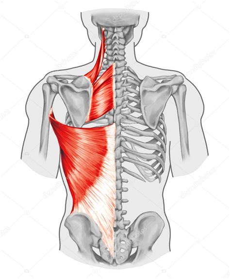 Rhomboid Minor And Rhomboid Major Levator Scapulae And Latissimus Dorsi Muscles Didactic Board