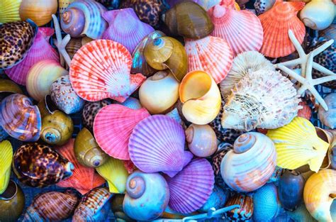 Colorful Sea Shells Jigsaw Puzzle In Macro Puzzles On