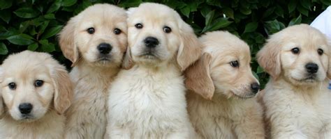 Golden retriever puppies in washington dc will be priced similarly to comparable puppies in other areas. About - Northwest Goldens, Breeder of Golden Retrievers