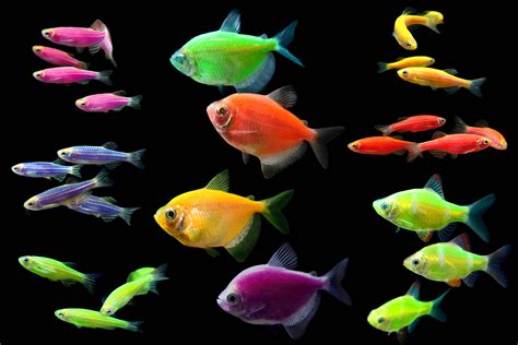 Whats Your Favorite Type Of Glofish Glofish Tetras Glofish Danios