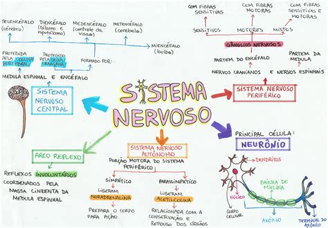 Mapa Mental Tecido E Sistema Nervoso Sistema Nervoso Nervoso E Enem