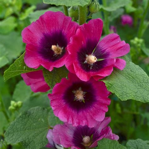 I don't know why they have these preferences. Growing Hollyhocks: Planting & Caring for Hollyhock ...