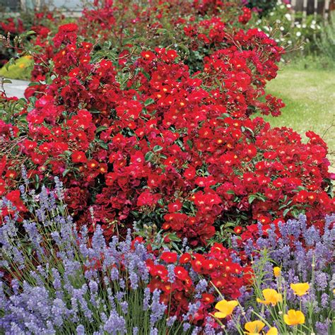 Red Ribbons Groundcover Rose Ground Cover Roses Shrub Roses Plants