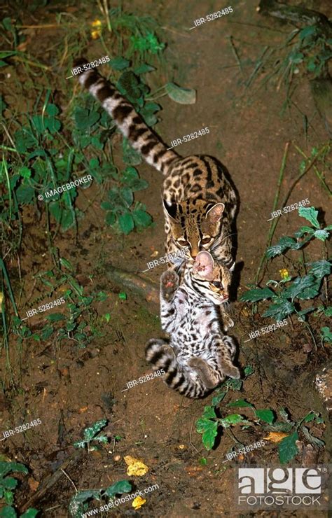 Margay Leopardus Wiedii Mother With Cubs Stock Photo Picture And