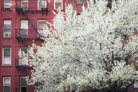 Blossoming Tree Apartment Building Manhattan New York City Stock