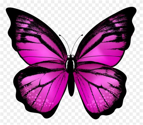 Pink Butterfly Border Free Download Best Pink Butterfly Border On