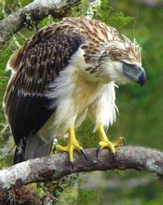 Along with its immortality and regeneration, some mythologies have phoenixes heal others from fatal wounds, and they can even bring people back from the. real phoenix bird sightings - Google Search | Phoenix ...