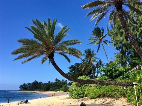 Crooked Palm Tree At Sunset Beach Pūpūkea Oahu Hawaii Oahu Beach