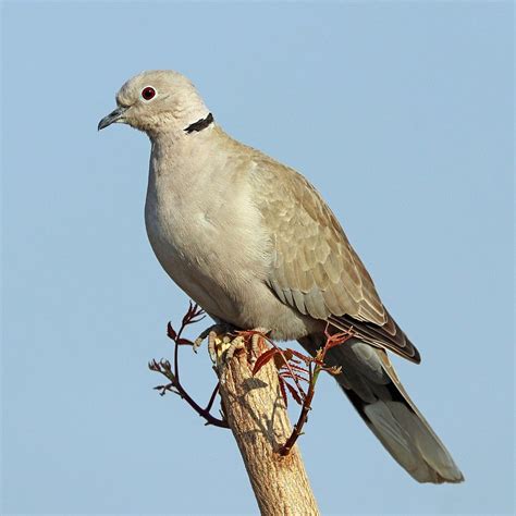 Arizona Dove Hunting Western Outdoor Times