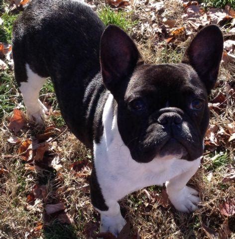 Browse the largest, most trusted source of french bulldog puppies for sale. FRENCHTON PUPS for Sale in Baxter, Tennessee Classified ...