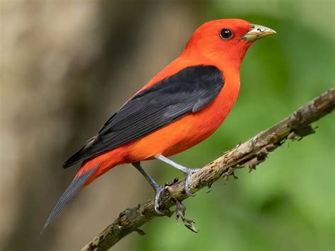 Scarlet Tanager Birdskeen
