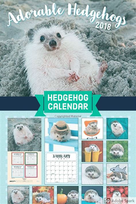 Adorable Hedgehogs Calendar 2018 Cute Animals In Funny Places