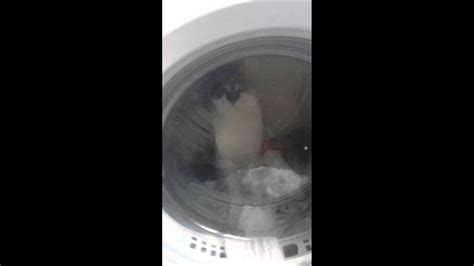 Cat In Tumble Dryer Youtube