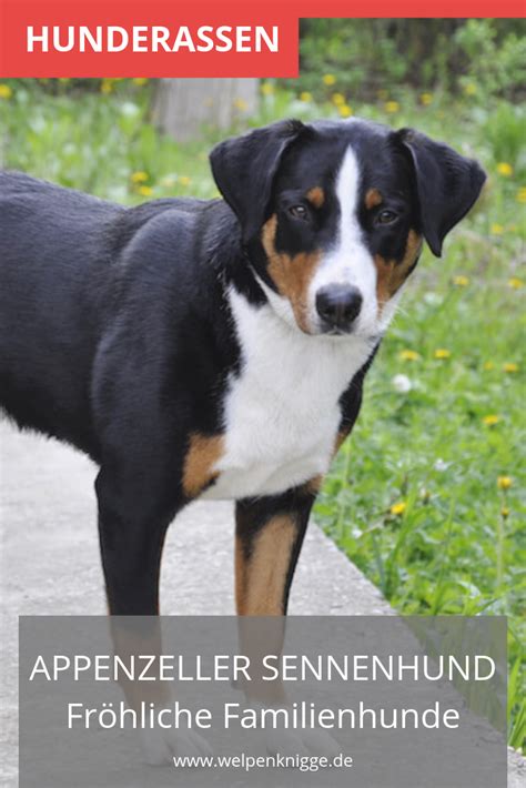 Der Appenzeller Sennenhund gehört zu den Schweizer ...