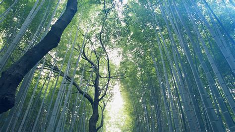 Wallpaper Sunlight Trees Forest Leaves Nature Grass Branch