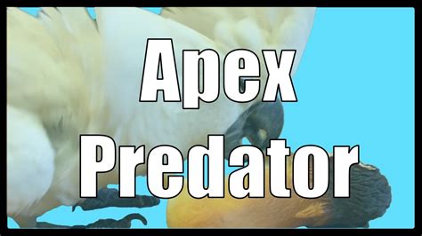 Apex Predator Youtube